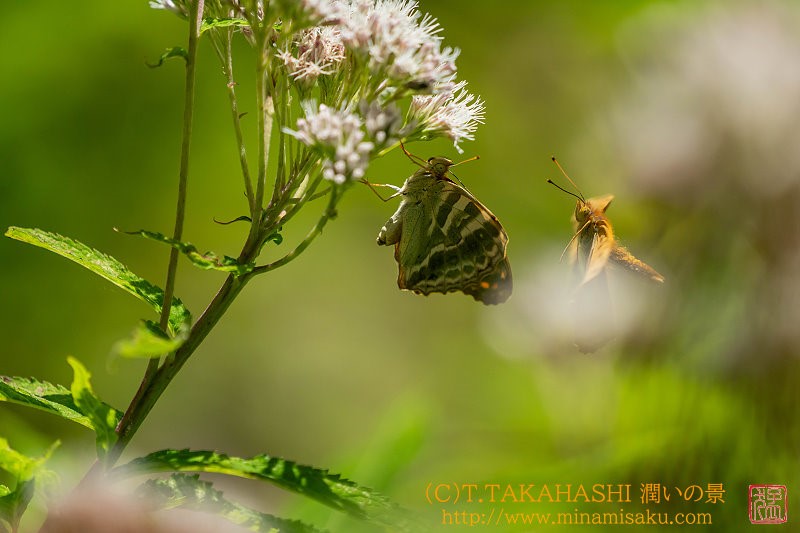 ../Images/7R250720 (137).jpg